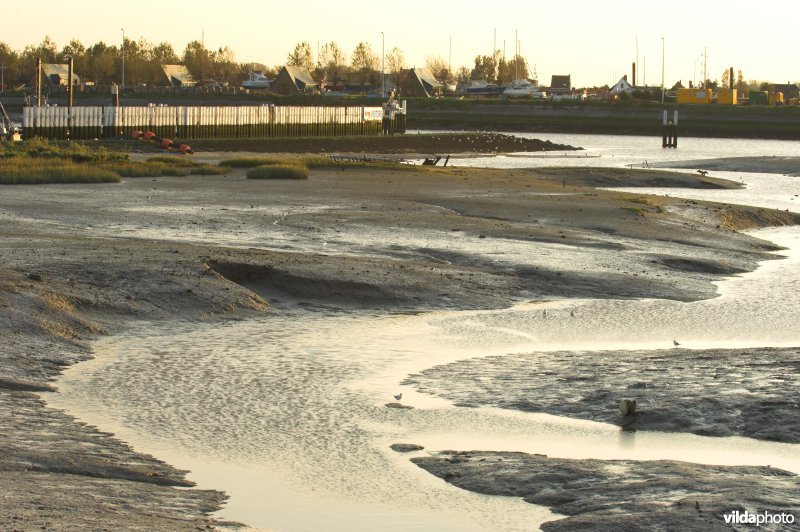 Kreek in de IJzermonding