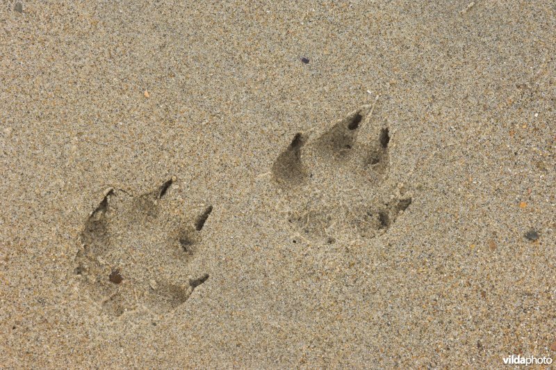 Pootafdruk van vos op het strand