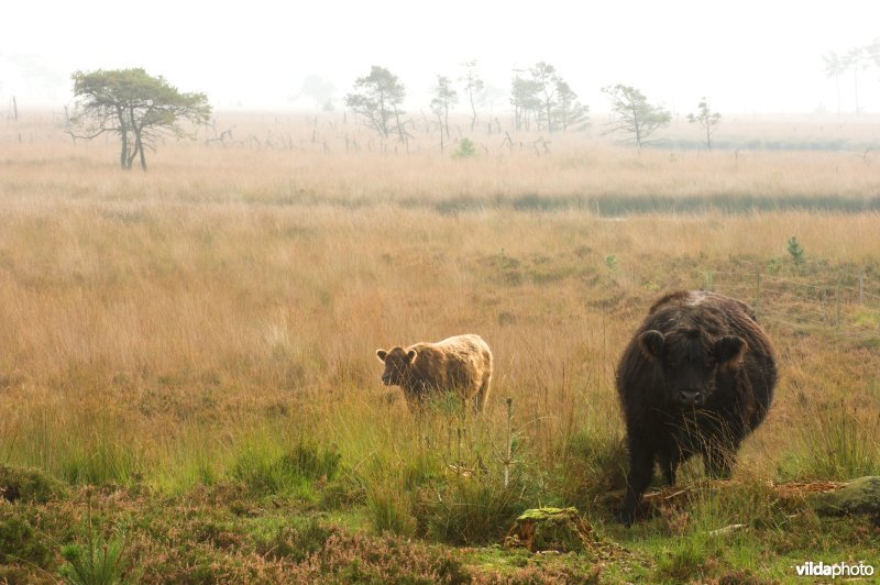 Runderbegrazing in de Kalmthoutse heide