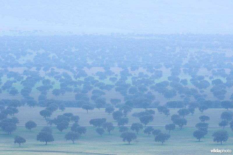 Steppe van Serena