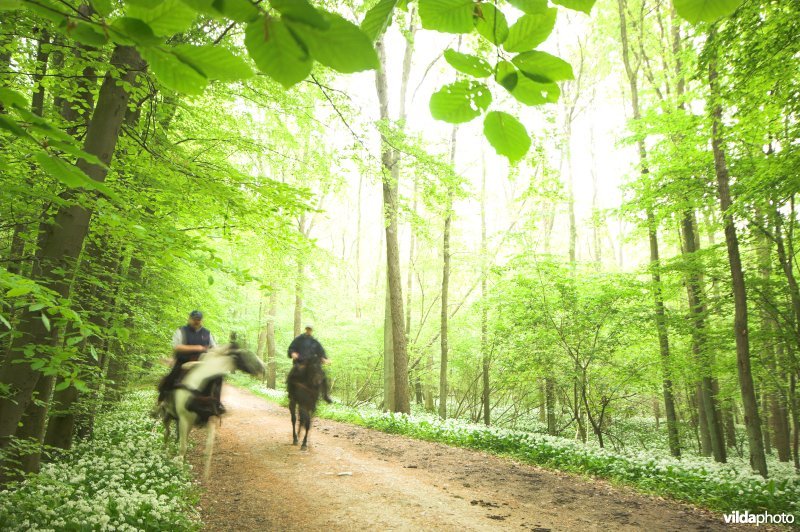 Ruiters in het Hallerbos