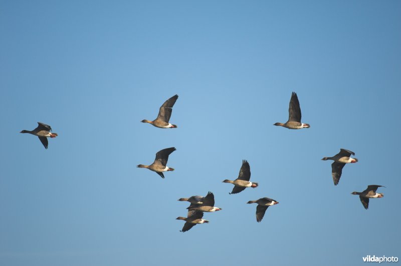 Kleine Rietganzen in vlucht