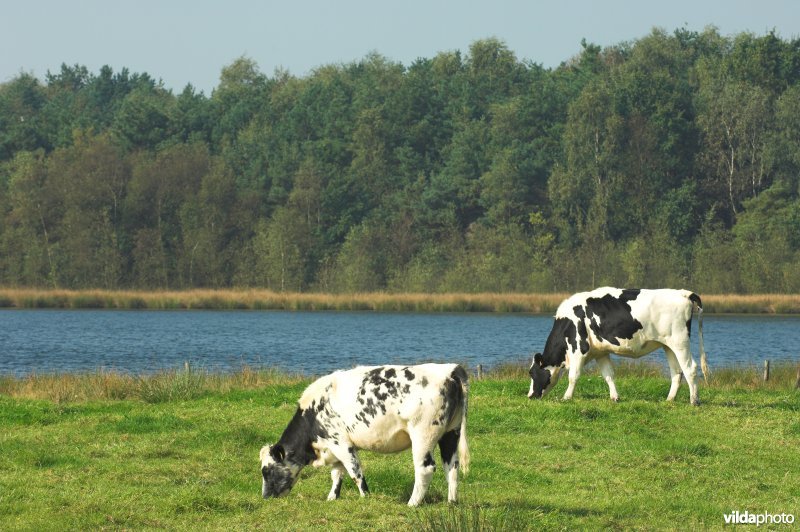Ven in de Grote Klotteraard