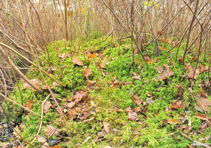 Veenmos in Drongengoedbos