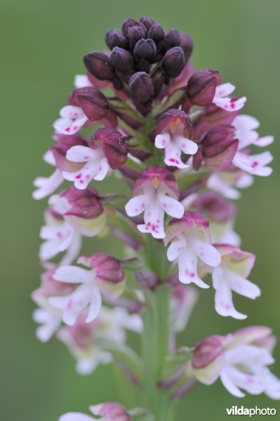 Aangebrande orchis