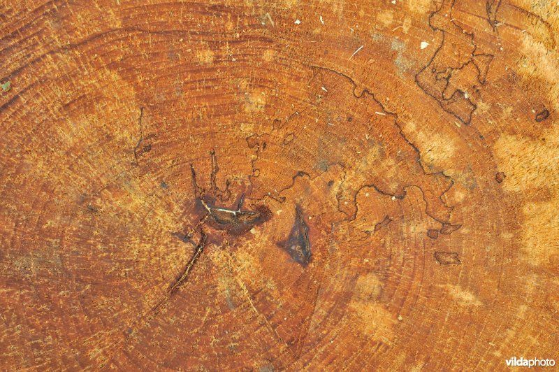 Beuk aangetast door waslakzwam