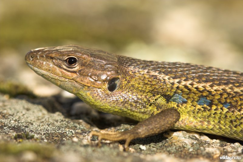 Algerijnse zandloper