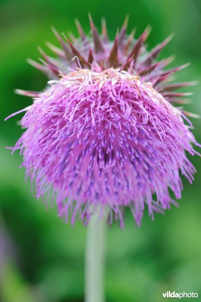 Knikkende distel