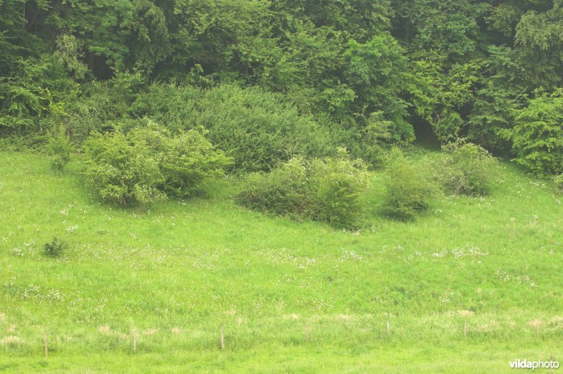Natuurlijke bosrand in wording