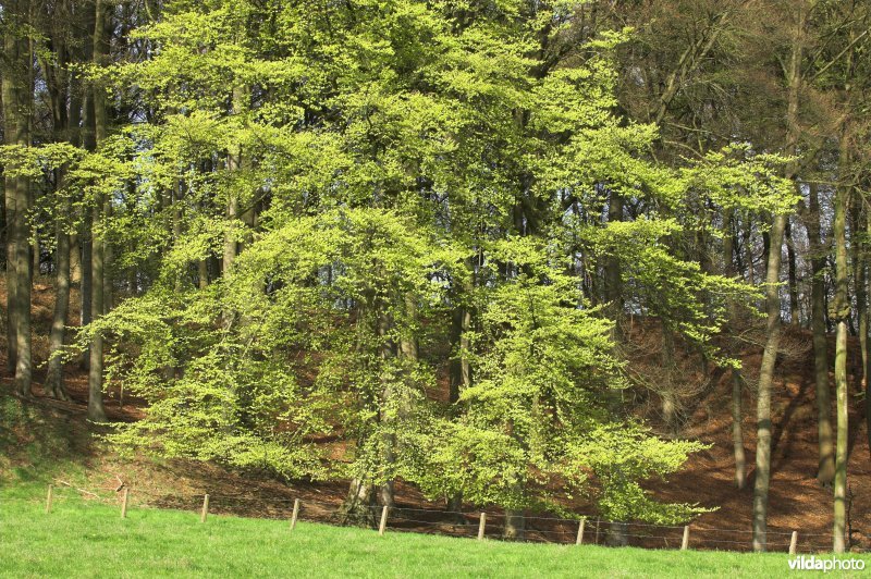 Natuurreservaat Schapenberg