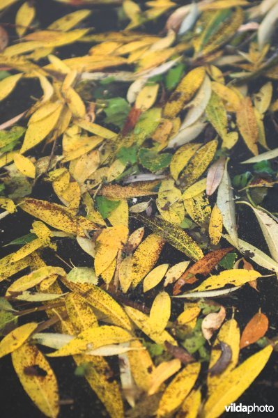 Wilgenblaadjes op het water