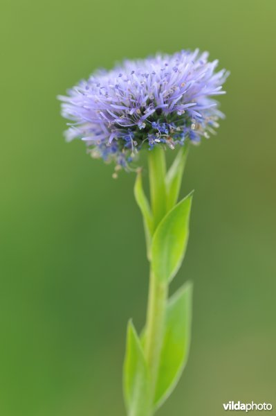 Kogelbloem