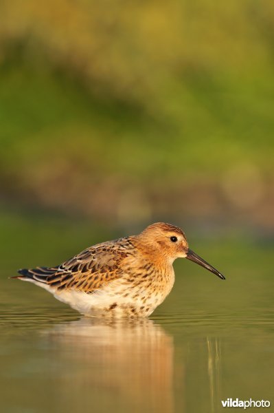 Bonte strandloper