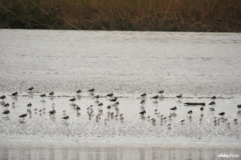 Overwinterende vogels op de schorren van de Schelde