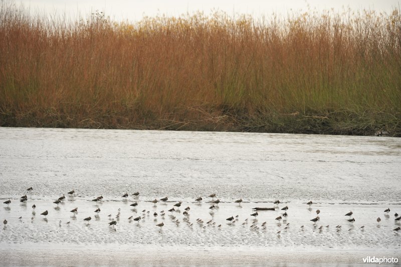 Overwinterende vogels op de schorren van de Schelde