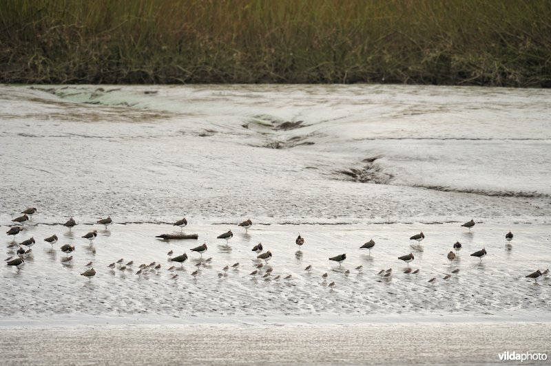 Overwinterende vogels op de schorren van de Schelde