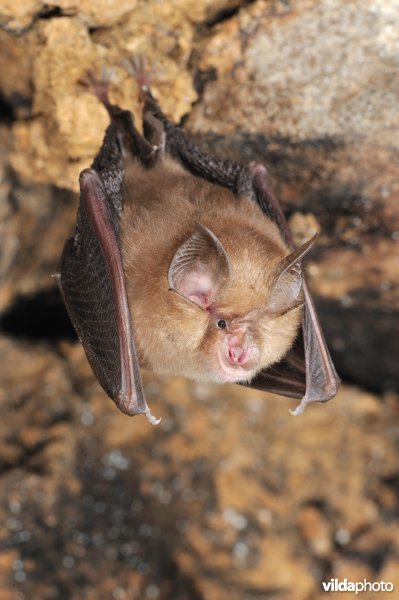 Kleine hoefijzerneus