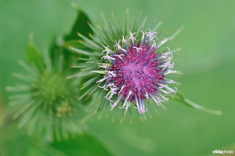 Bloem van Grote klit