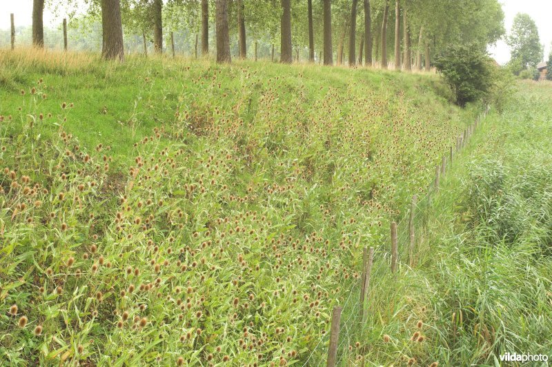 Kaardenbol langs de polderdijk