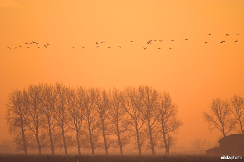 Ganzen in de Uitkerkse polders