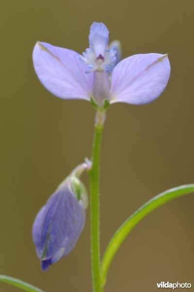 Vleugeltjes van de vleugeltjesbloem