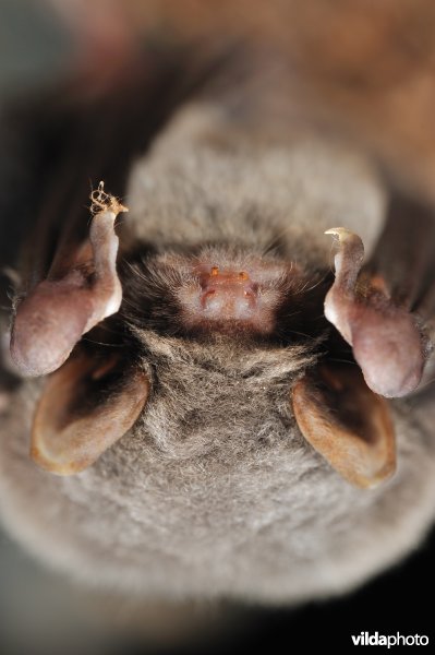 Schreiber's vleermuis