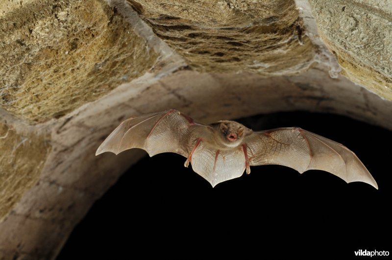 Schreiber's vleermuis