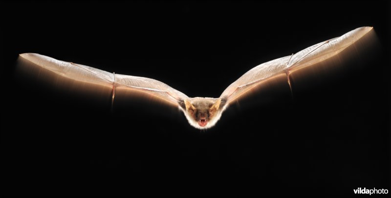 Vliegende vale vleermuis