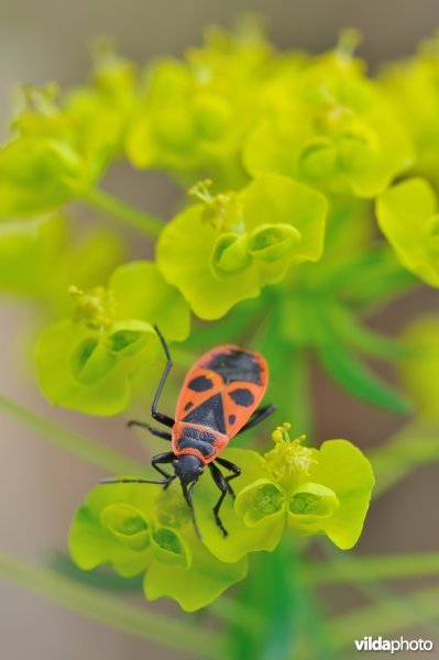 Vuurwants op wolfsmelk