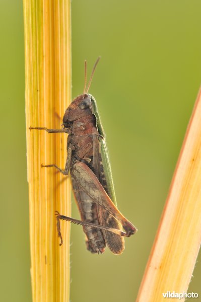 Vrouwtje van negertje