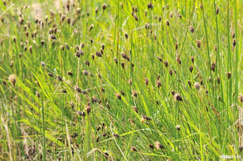 Zwarte knopbies
