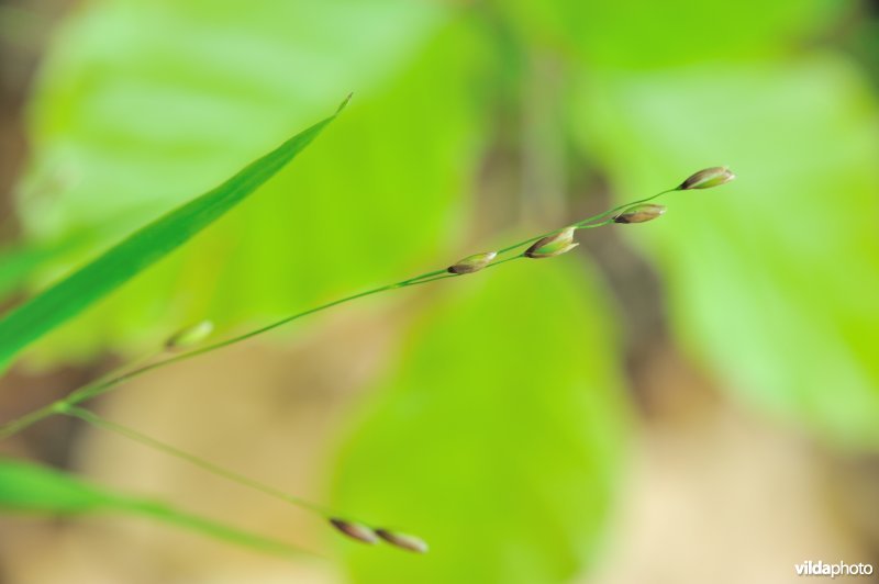 Eenbloemig parelgras