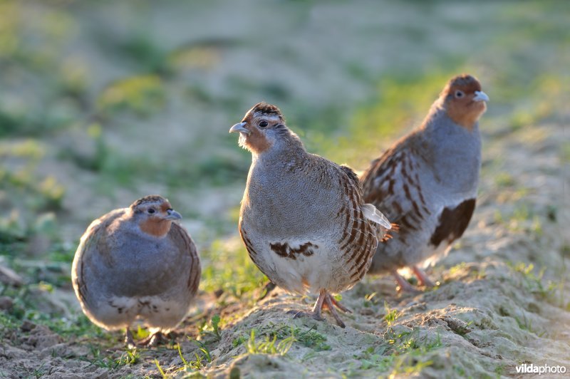 Drie alerte patrijzen