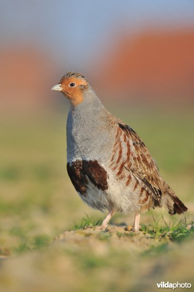 Patrijs op een akker