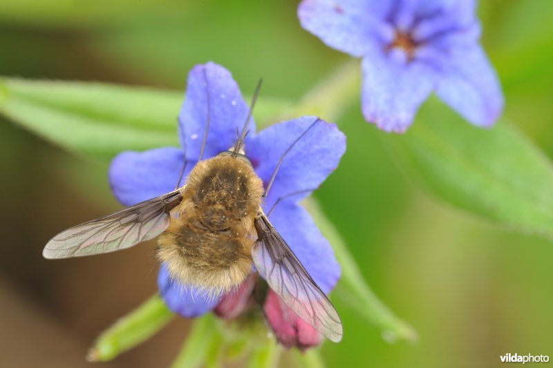 Blauw parelzaad met wolzwever