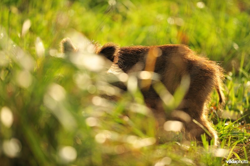 Biggetje Everzwijn verstopt zich