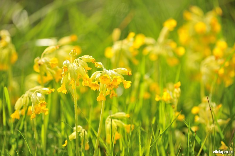 Gulden sleutelbloem