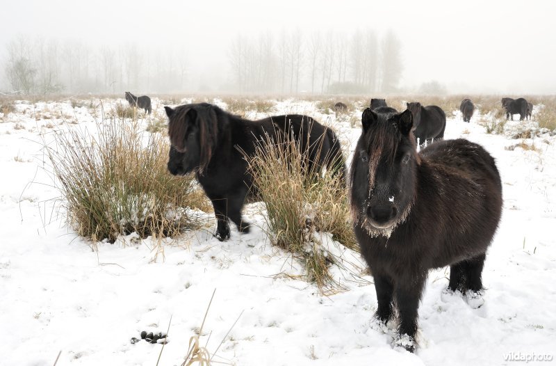 Pony's in de besneeuwde Demerbroeken