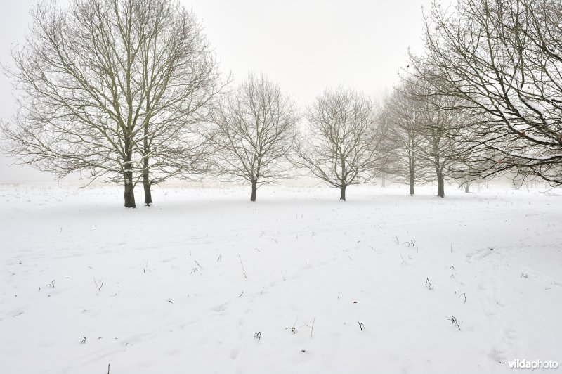 De besneeuwde Demerbroeken