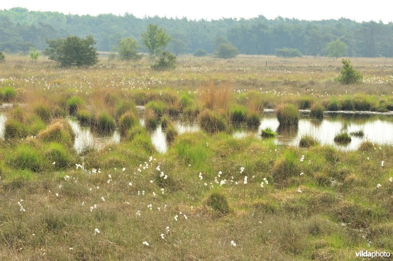 Veenpluis op de heide