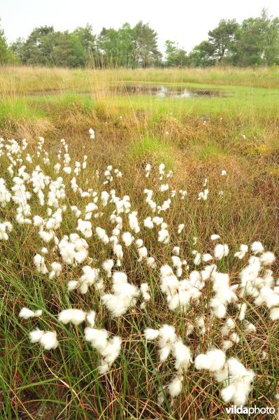 Veenpluis op de heide