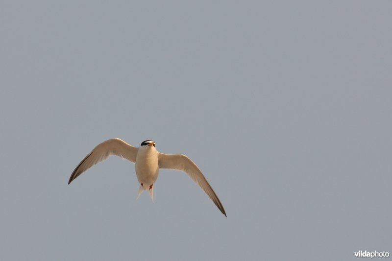 Vliegende Dwergstern