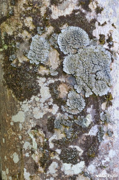 Degelia plumbia in de Inverewe Garden