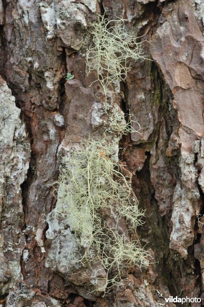 Korstmossen in Lael Forest Garden