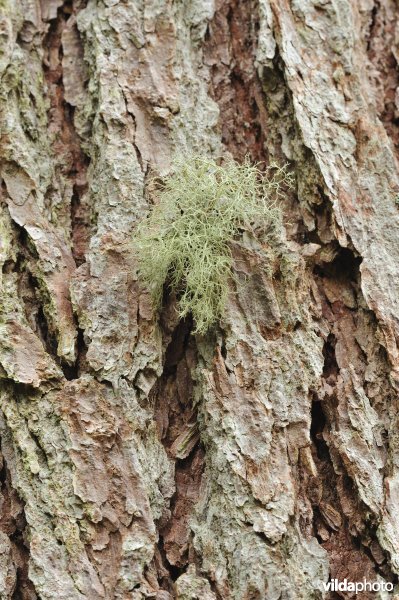 Korstmossen in Lael Forest Garden