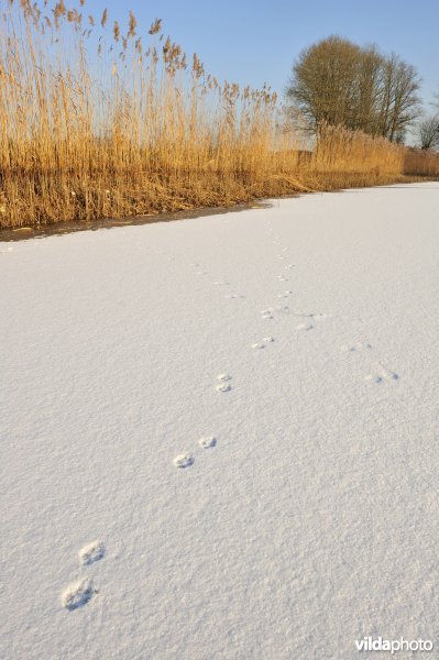 Pootafdrukjes in de sneeuw
