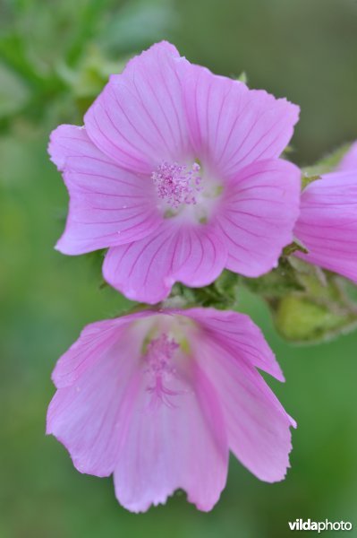 Bloemen van Muskuskaasjeskruid