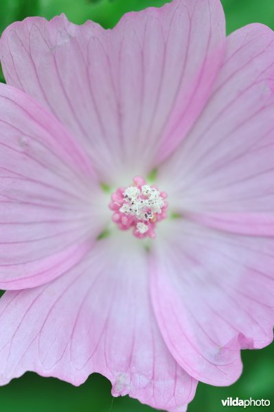 Bloem van Muskuskaasjeskruid