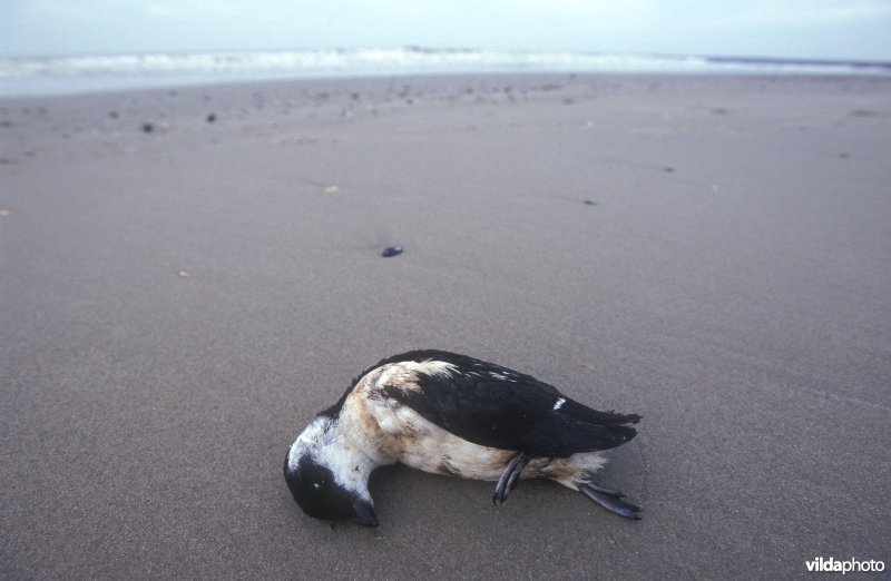 Aangespoelde stookolieslachtoffer