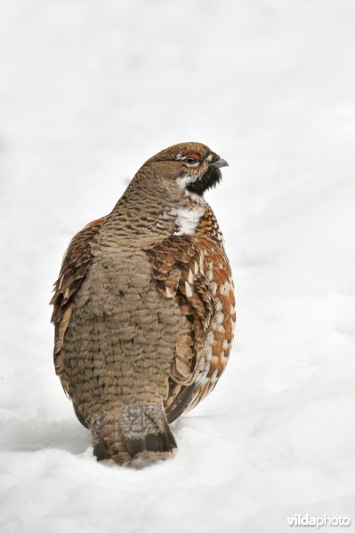 Mannetje hazelhoen kijkt om